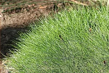 Festuca gautieri