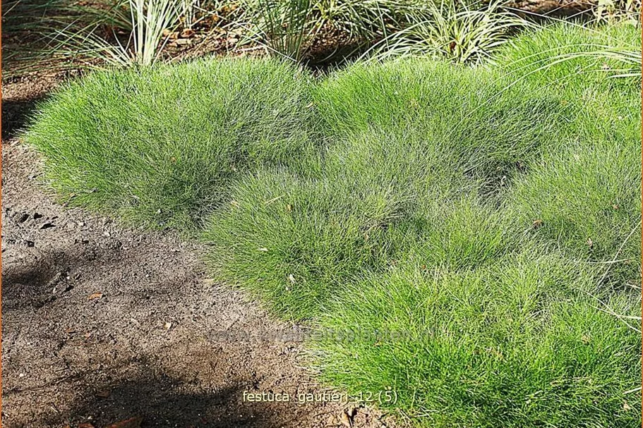 Festuca gautieri