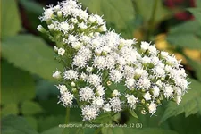 Eupatorium rugosum 'Braunlaub'