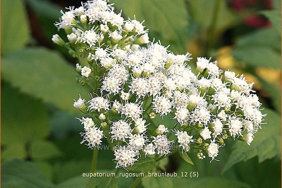 Eupatorium rugosum 'Braunlaub'