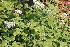 Eupatorium rugosum 'Braunlaub'