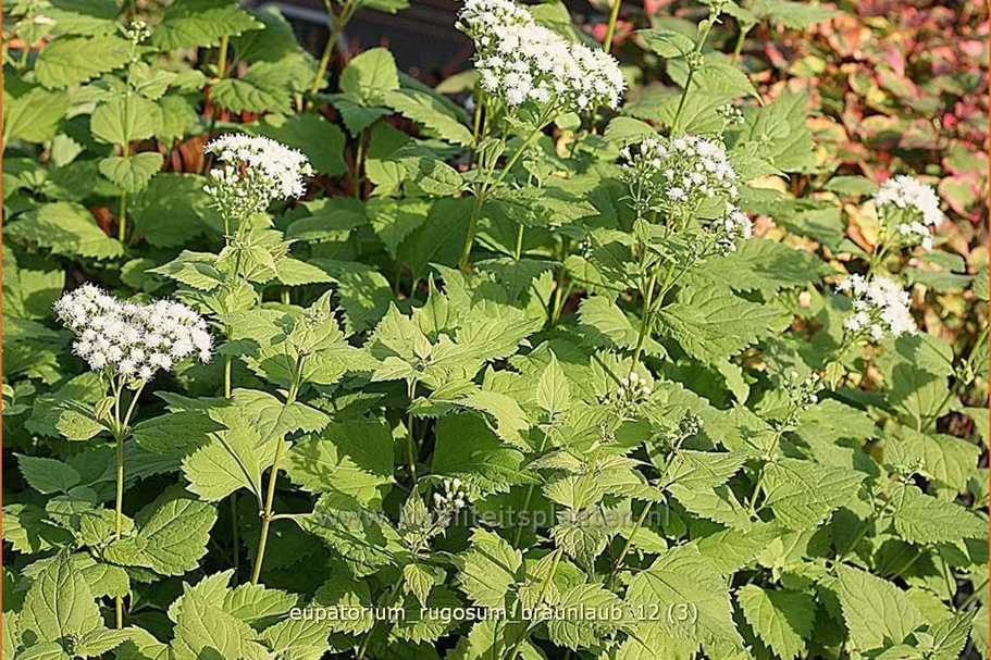 Eupatorium rugosum 'Braunlaub'