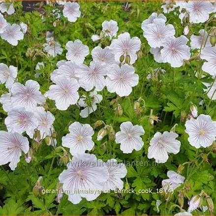 Geranium himalayense 'Derrick Cook'