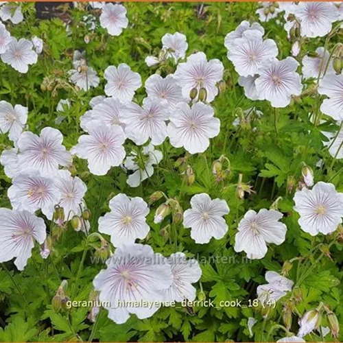 Geranium himalayense 'Derrick Cook'