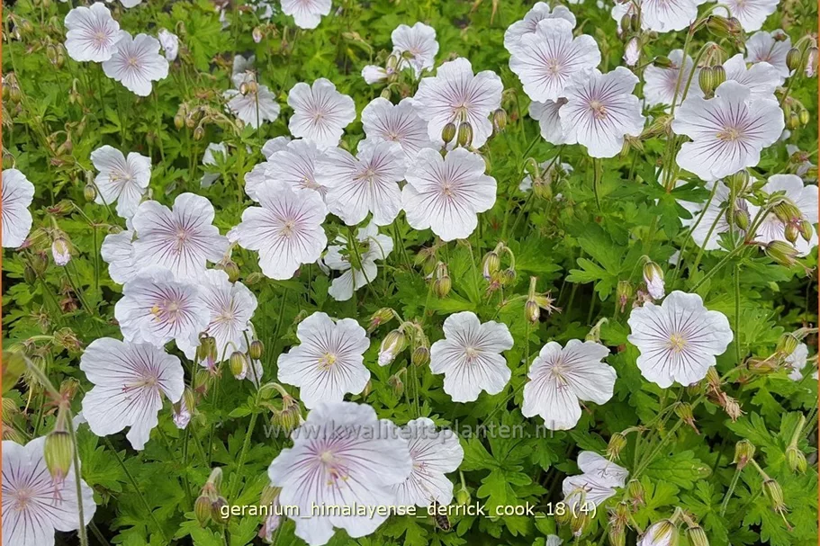 Geranium himalayense 'Derrick Cook'