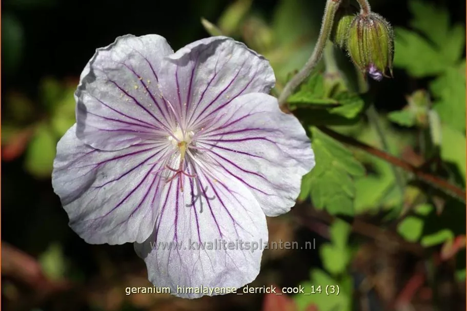 Geranium himalayense 'Derrick Cook'