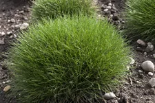 Festuca gautieri
