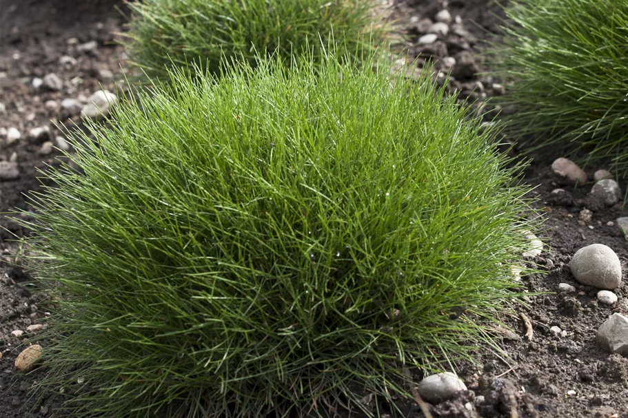 Festuca gautieri
