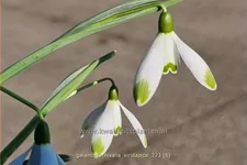 Galanthus nivalis 'Viridapice'