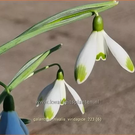 Galanthus nivalis 'Viridapice'