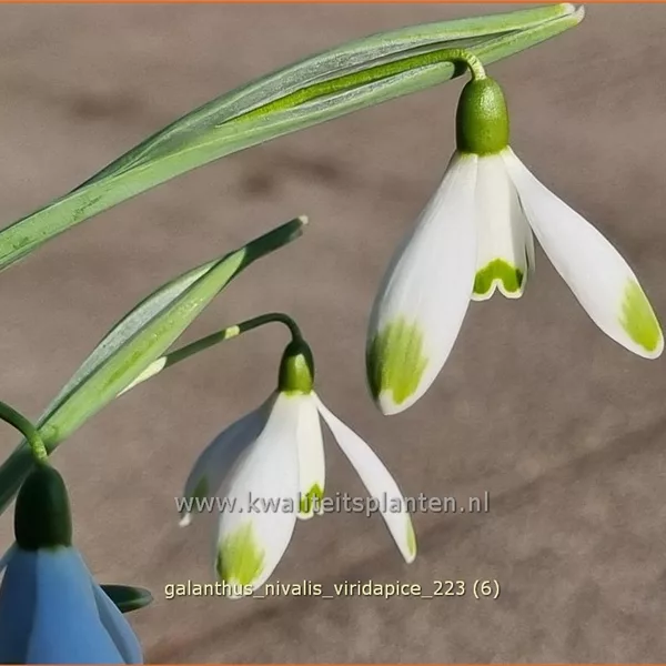 Galanthus nivalis 'Viridapice'