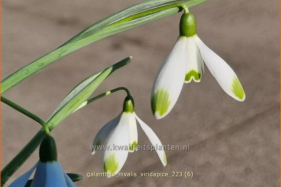 Galanthus nivalis 'Viridapice'