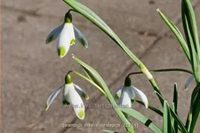 Galanthus nivalis 'Viridapice'