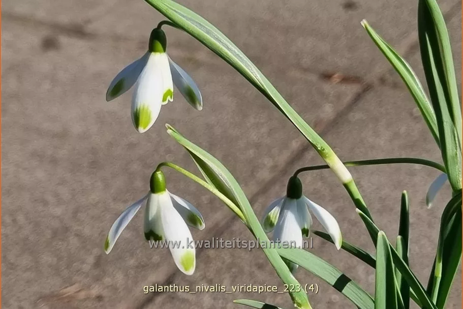Galanthus nivalis 'Viridapice'