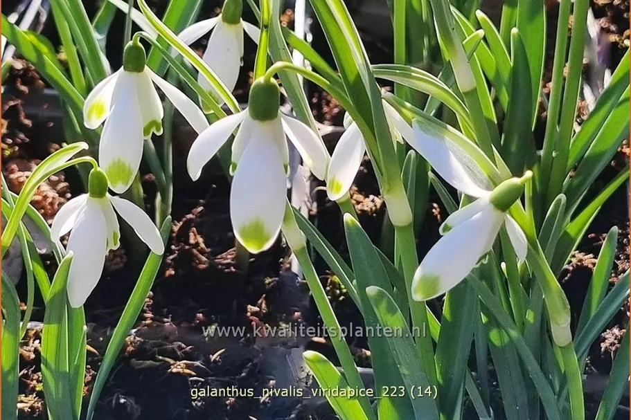 Galanthus nivalis 'Viridapice'