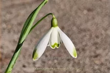 Galanthus nivalis 'Viridapice'