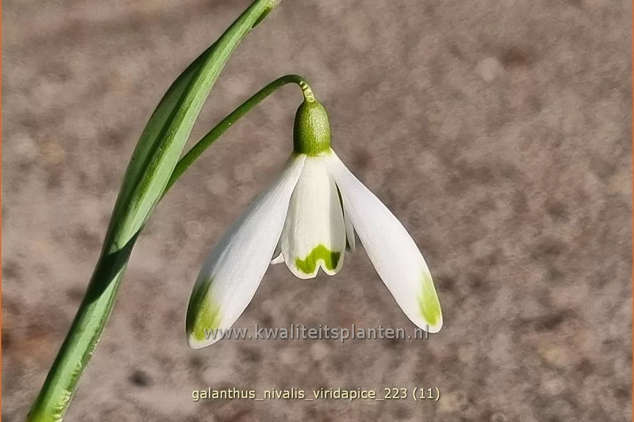 Galanthus nivalis 'Viridapice'