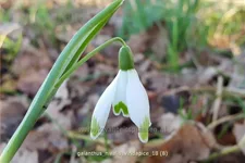 Galanthus nivalis 'Viridapice'