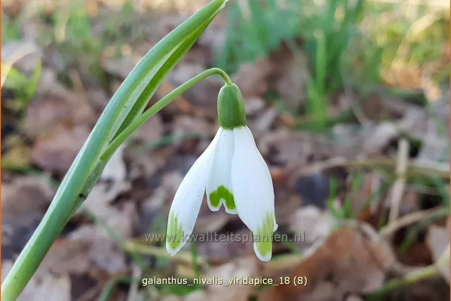 Galanthus nivalis 'Viridapice'