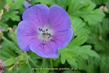 Geranium himalayense 'Gravetye'