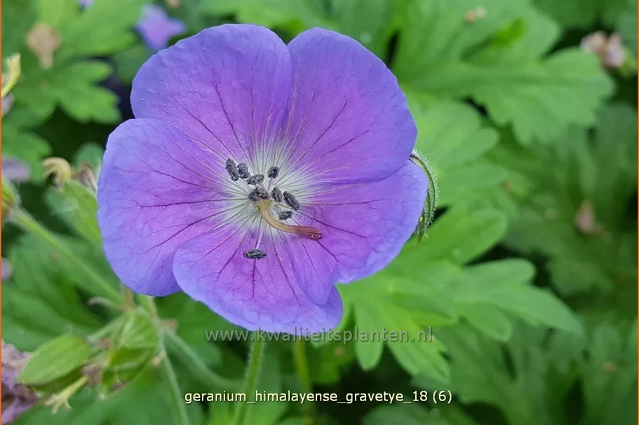 Geranium himalayense 'Gravetye'