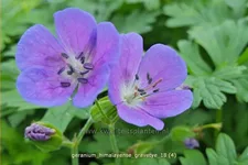 Geranium himalayense 'Gravetye'