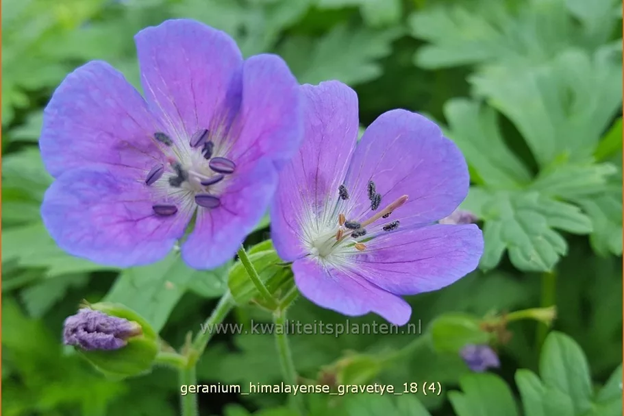 Geranium himalayense 'Gravetye'