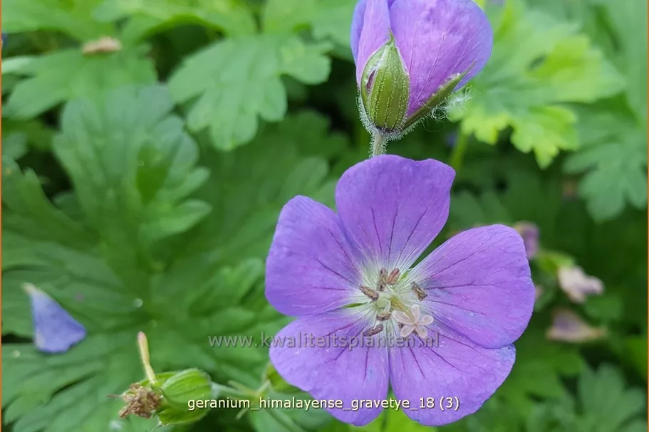 Geranium himalayense 'Gravetye'