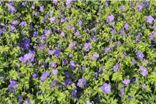 Geranium himalayense 'Gravetye'