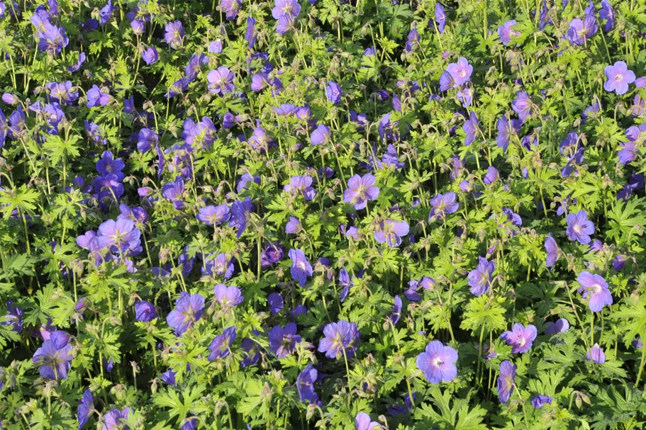 Geranium himalayense 'Gravetye'
