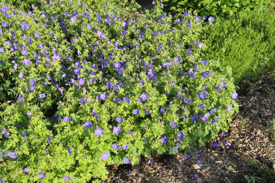 Geranium himalayense 'Gravetye'