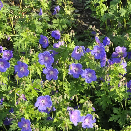 Geranium himalayense 'Gravetye'
