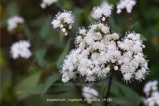 Eupatorium rugosum 'Chocolate'