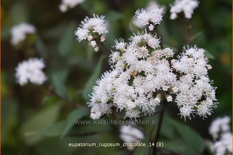 Eupatorium rugosum 'Chocolate'