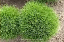 Festuca gautieri 'Pic Carlit'