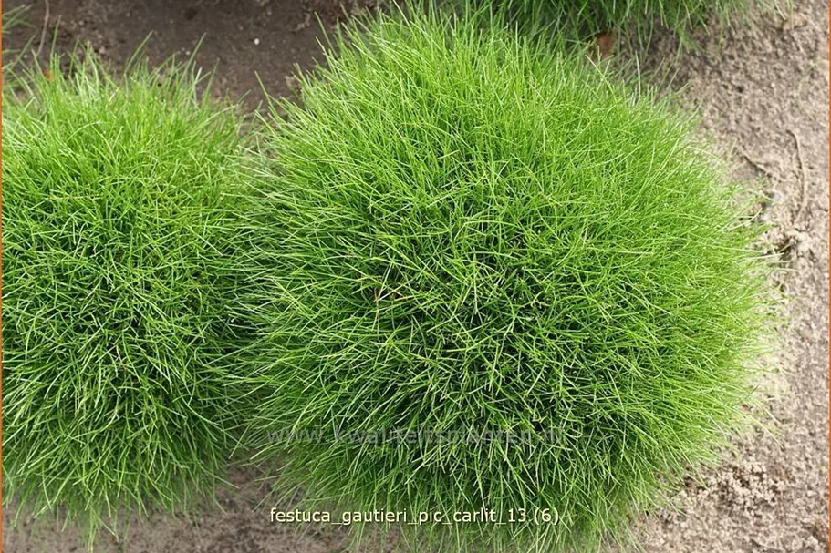 Festuca gautieri 'Pic Carlit'