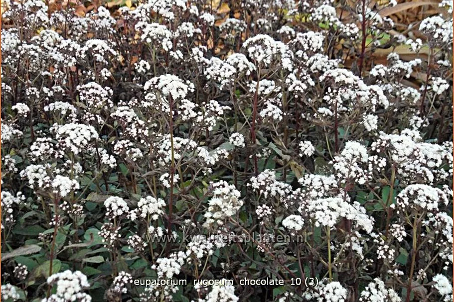 Eupatorium rugosum 'Chocolate'