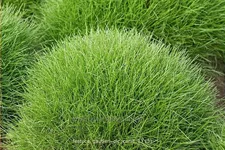 Festuca gautieri 'Pic Carlit'