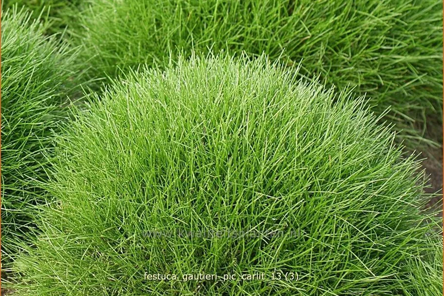 Festuca gautieri 'Pic Carlit'