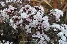 Eupatorium rugosum 'Chocolate'