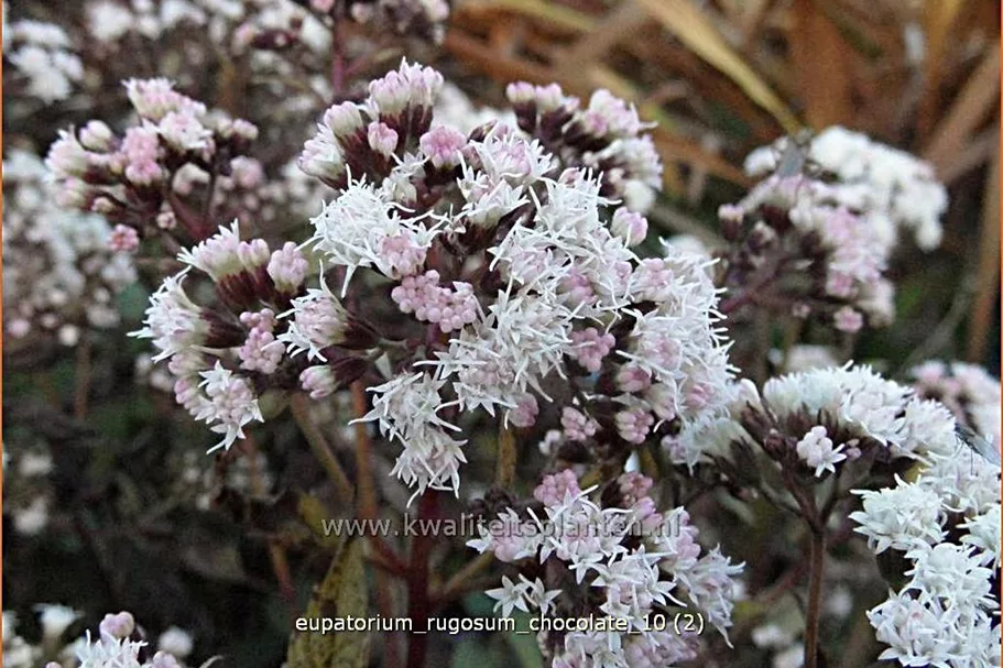 Eupatorium rugosum 'Chocolate'