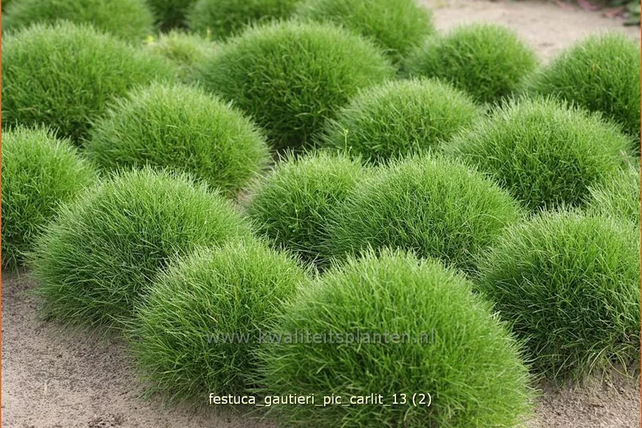 Festuca gautieri 'Pic Carlit'