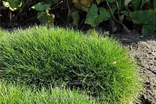 Festuca gautieri 'Pic Carlit'