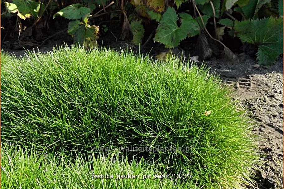 Festuca gautieri 'Pic Carlit'