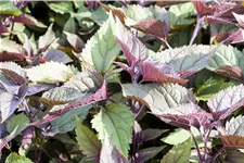 Eupatorium rugosum 'Chocolate'