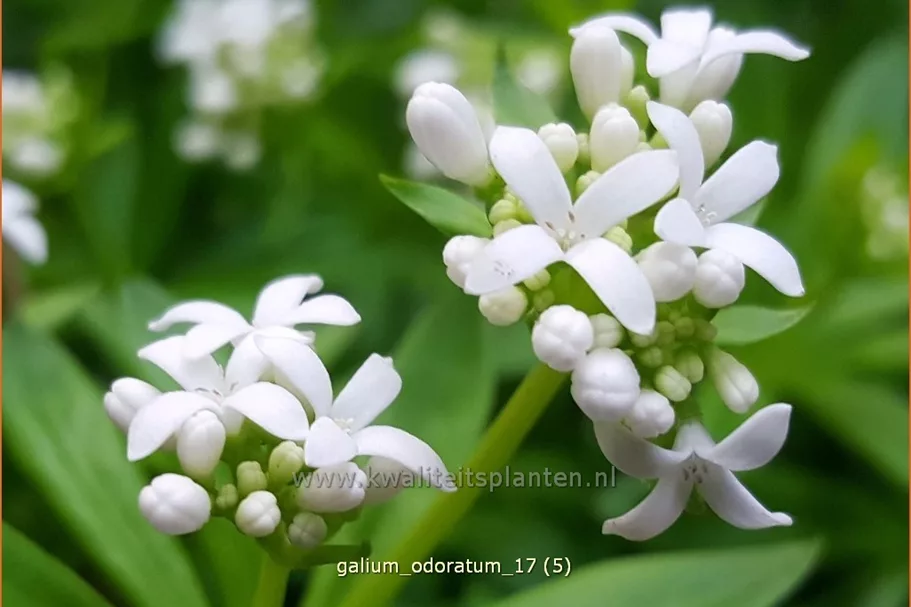 Galium odoratum