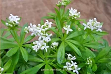 Galium odoratum
