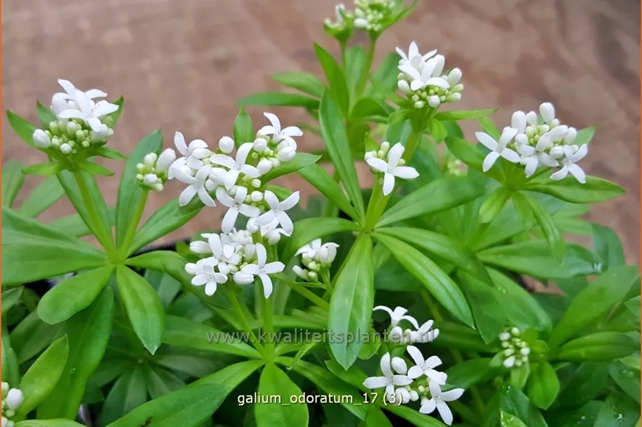 Galium odoratum