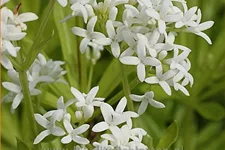 Galium odoratum