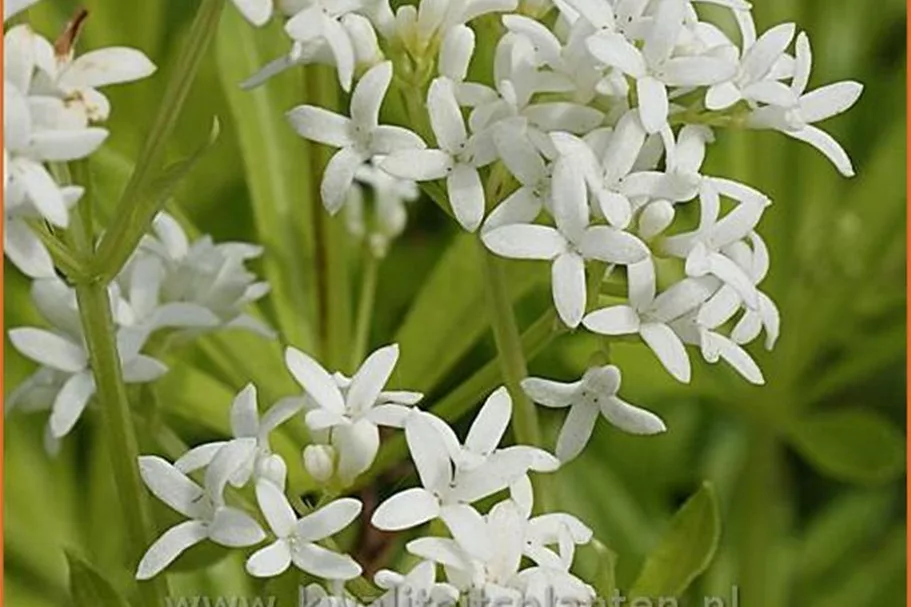 Galium odoratum